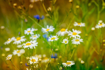 Meadow full of Chamomile flowers