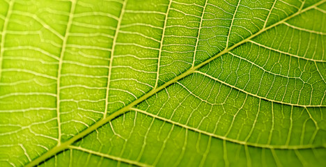 Beautiful leaf texture macro, green color, wide format.