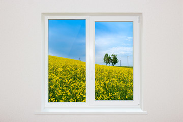 View over a window of a rapeseed field