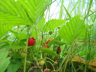 wild miracle wild strawberry