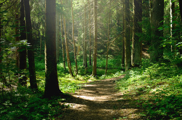 Fototapeta Summer sunny forest obraz