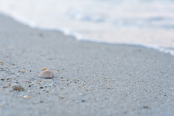 Fototapeta na wymiar Sea shell on the sand