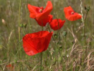 coquelicots rouges en été dans les herbes sauvages