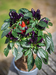 Purple and red chili peppers growing on a plant