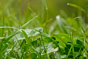 drops of water after the rain lie on the green leaves of the grass closeup. summer rain on a sunny day. wet weather in nature. dew macro