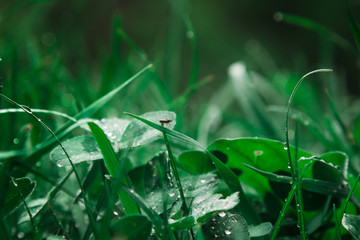 drops of water after the rain lie on the green leaves of the grass closeup. summer rain on a sunny day. wet weather in nature. dew macro