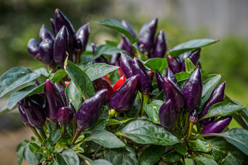 Purple and red chili peppers growing on a plant