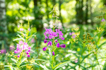 Fireweed blooming, finnish summer, Finland