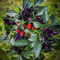 Purple and red chili peppers growing on a plant