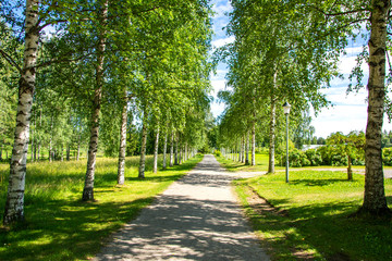 Beautiful birch tree alley in Lintula Holy Trinity Convent, Palokki, Heinävesi, Finland