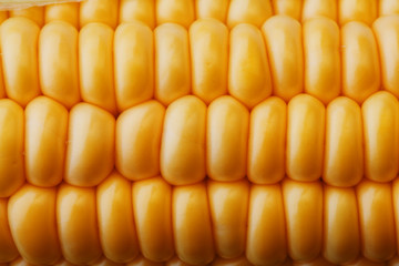 Ripe grains of golden corn closeup, harvest season, healthy organic nutrition of the ear of corn. Vegetarian food golden textural wallpaper, abstract backgrounds