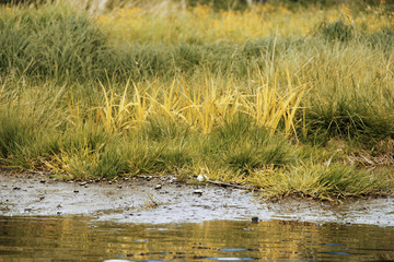 beautiful marsh grass near a small lake