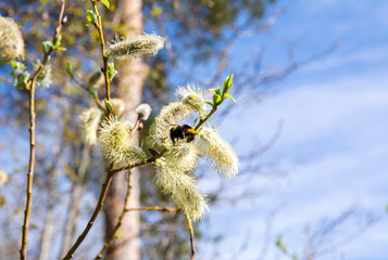 Branches of blooming willow and a bumblebee, Kirkkonummi, Finland © hivaka