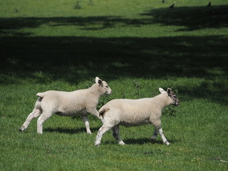 Two lambs running back to the herd 