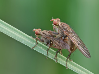 Fliegenpaarung: Zwei Hornfliegen auf einem Schilfhalm während der Kopulation