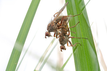 Fliegenpaarung im Schilf, surreales Foto von Hornfliegen