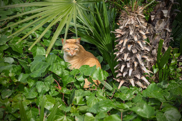 Red predatory cat hiding in the jungle. Predators life.