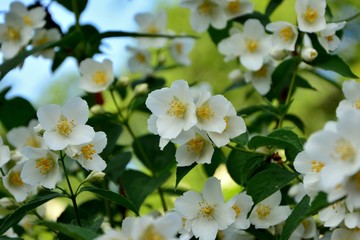 Blooming jasmine in the garden close-up