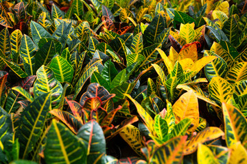 Close up of Croton plants © JackF