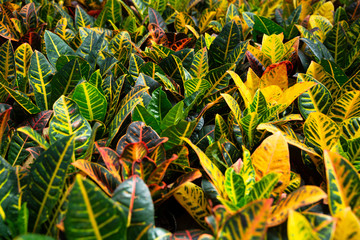 Close up of Croton plants