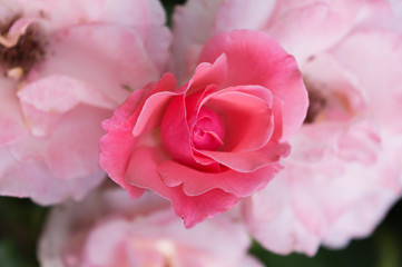 pink rose