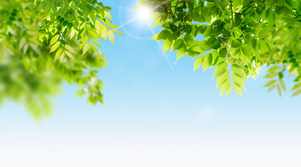 Fototapeta premium 화창한 봄, 밝은 햇살 나무배경 