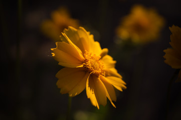 beautiful yellow flower in the rising sun