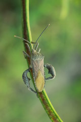 small animals fly in green garden