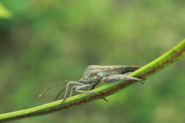 small animals fly in green garden