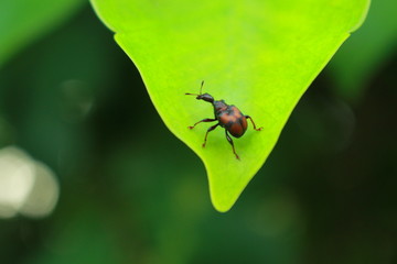 small animals fly in green garden