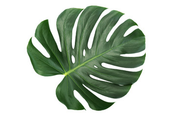 Naklejka na ściany i meble Green leaf of a tropical flower monstera isolated on white background without shadows (high details).