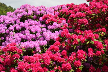 Norwegian Flowers in Summer