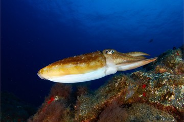Cuttlefish swimming calmly on the rocks of the seabed with the blue sea in the background.