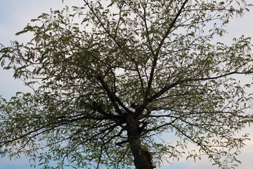 Bottom up perspective view of a tree with green leaves; nature background.