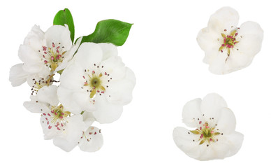 Flowers of pear isolated on white, top view, top view