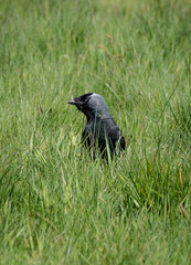 Jackdaw sitting in some grass
