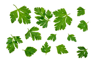 Green leaves of parsley isolated on white, top view
