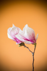 spring beautiful blooming magnolia on a orange