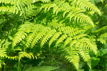Beautyful ferns leaves green foliage natural floral fern background in sunlight.