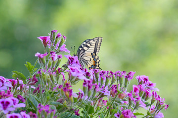 The Papilio Machaon, a fine specimen of butterfly, perched on the colorful flowers of the geranium