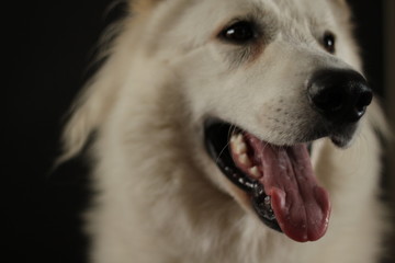 Pies biały owczarek portret