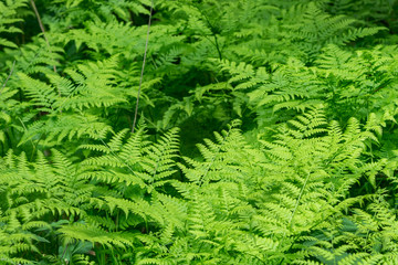 Beautyful ferns leaves green foliage natural floral fern background in sunlight.