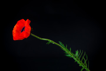 beautiful red blooming poppy flower isolated on black