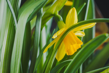 Yellow flower of narcissus in green grass close up.