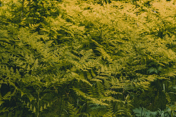 Fern in the forest close-up. Green fern in selective focus.