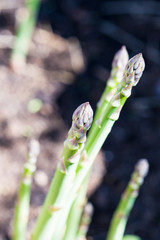 Stems of asparagus on a gray-brown background. Macro. Selective focus.