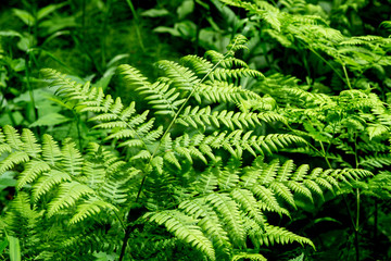 Fern in the forest close-up. Green fern in selective focus.