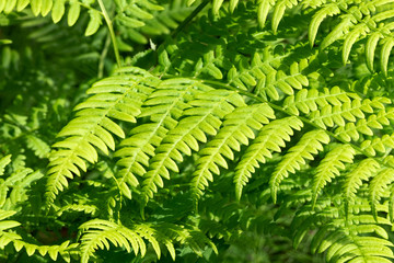 Fern in the forest close-up. Green fern in selective focus.