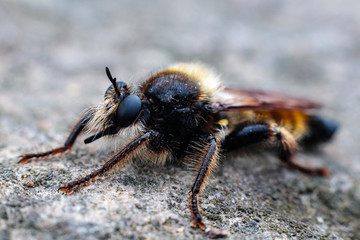 Wierzchołówka żółtowłosa (Laphria flava)