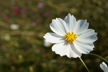 colorful Cosmos Flowers autumn sunny day